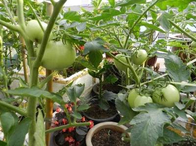 适合阳台种植的水果蔬菜,适合阳台养的水果和蔬菜
