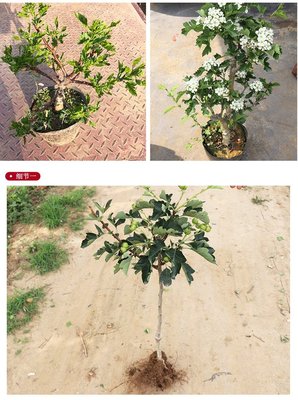 盆栽果树种植技术视频教学,盆栽果树技巧