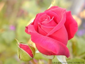 盆栽果树方法玫瑰修剪图片及价格,盆栽玫瑰树枝种植方法