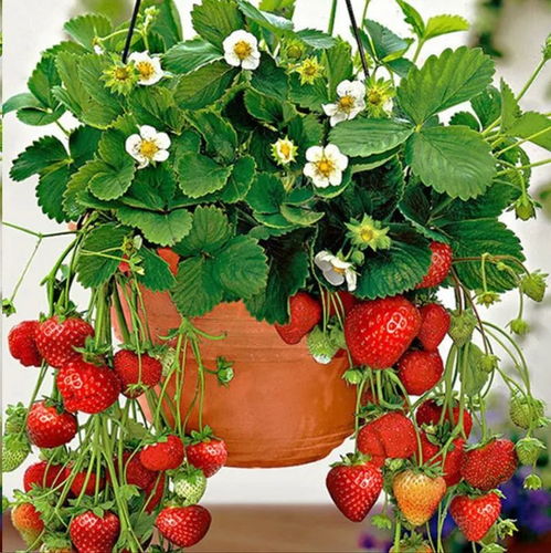 草莓在家怎么种植盆栽[草莓在家怎么种植盆栽呢]