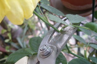果树盆栽实用技术玫瑰修剪方法图片,果树盆栽实用技术玫瑰修剪方法图片大全