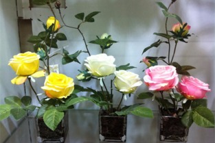盆栽果树苗怎么培养玫瑰修剪月季施肥的方法视频,玫瑰月季施什么肥料