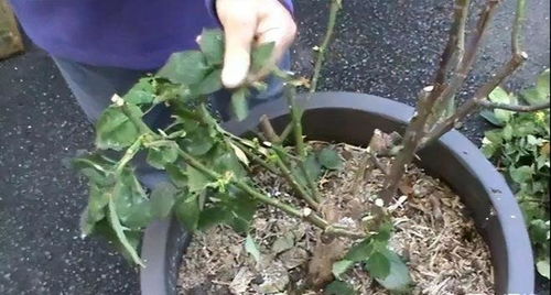 盆栽果树栽培技术视频讲解玫瑰修剪方法图解,玫瑰盆景修剪