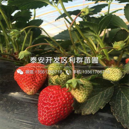 种植草莓苗的方法步骤[种植草莓苗的方法步骤视频]