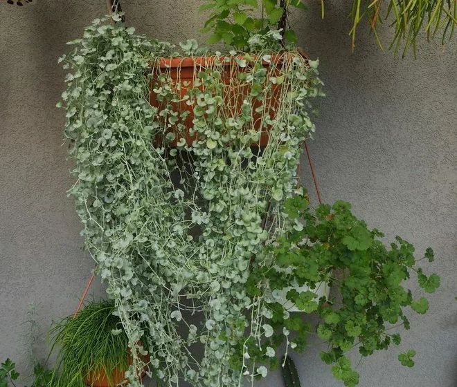 旋花科马蹄金属马蹄金植物(马蹄金花图片)